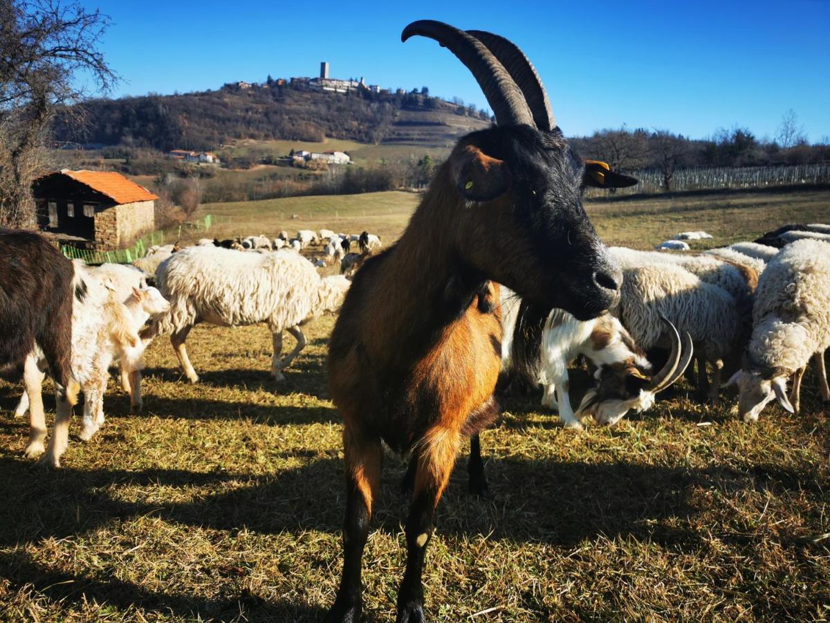Agriturismo La Margherita San Giorgio Scarampi المظهر الخارجي الصورة